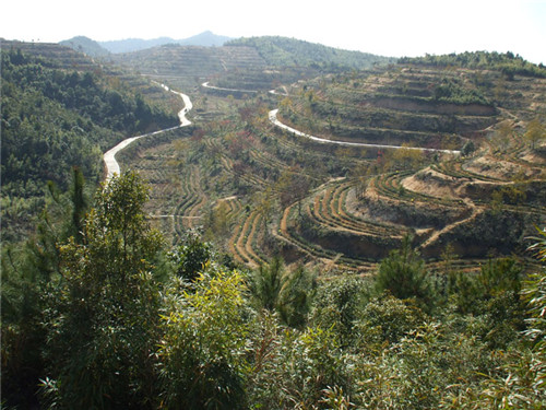 茶場基地